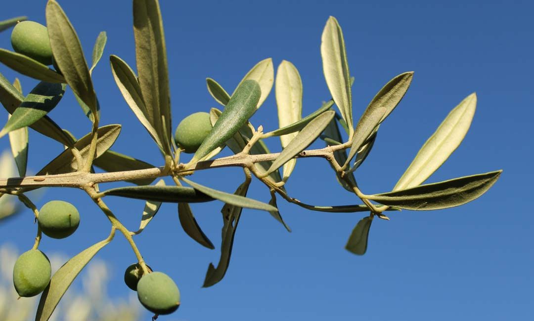 Olive Leaf Extract: A Mediterranean Gift for Your Health