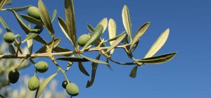 Olive Leaf Extract: A Mediterranean Gift for Your Health