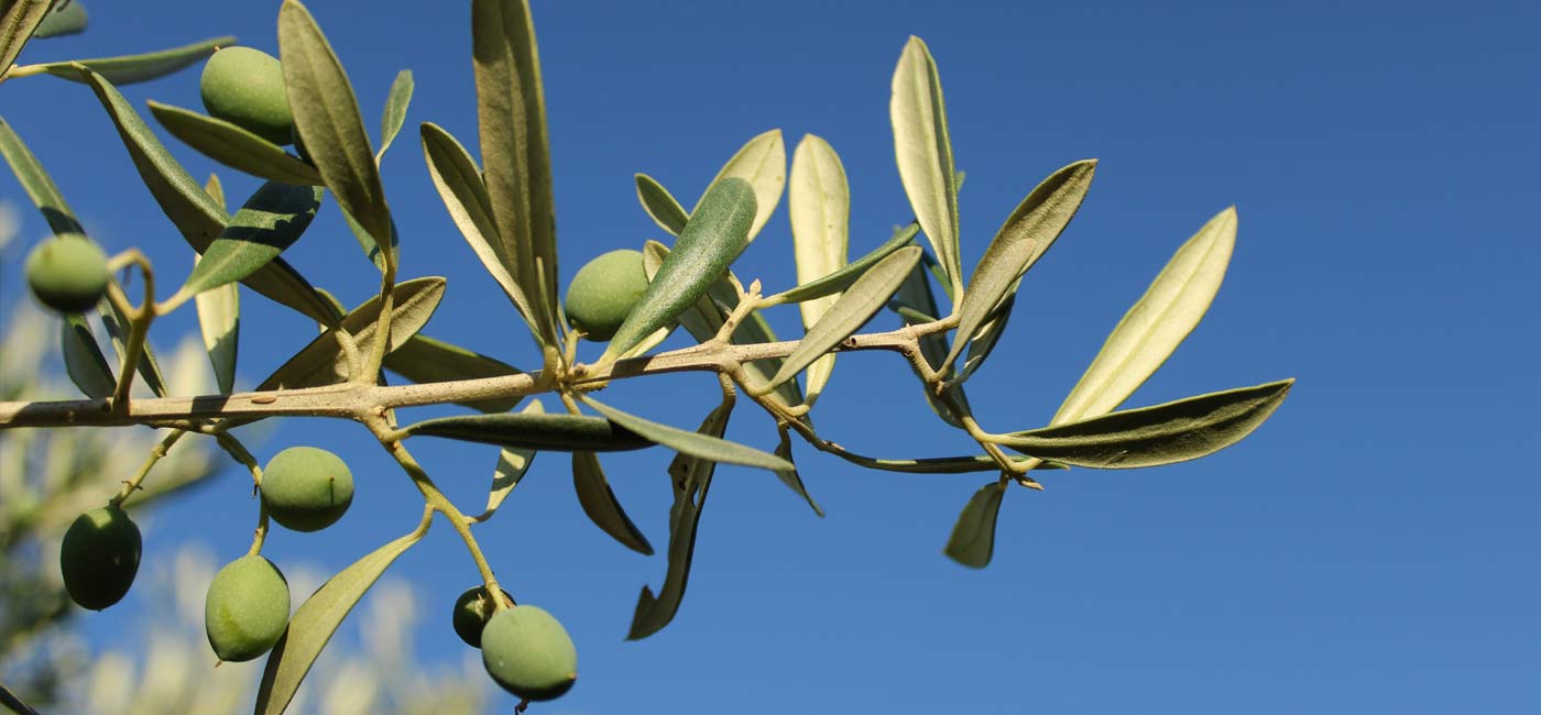 Olive Leaf Extract