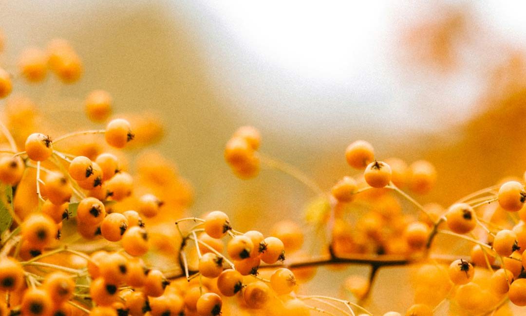 Sea Buckthorn: ‘The Most Perfect Plant in the Whole World’