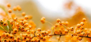 Sea Buckthorn: ‘The Most Perfect Plant in the Whole World’